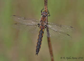 Epitheca spinosa, female